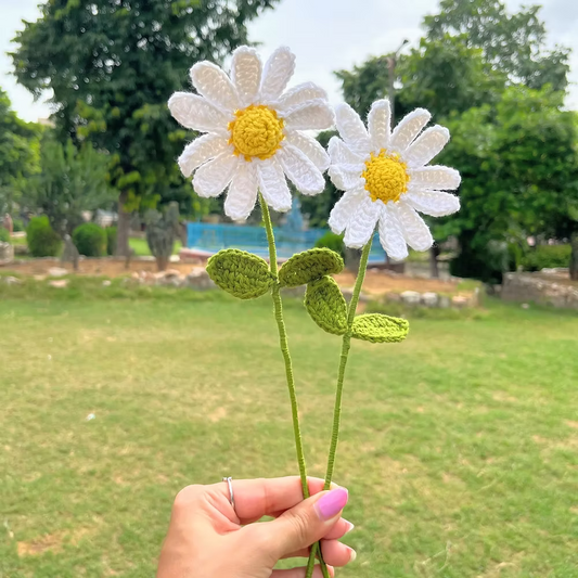 Daisy of your choice